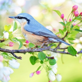 Haiku Nature Poems About Spring
