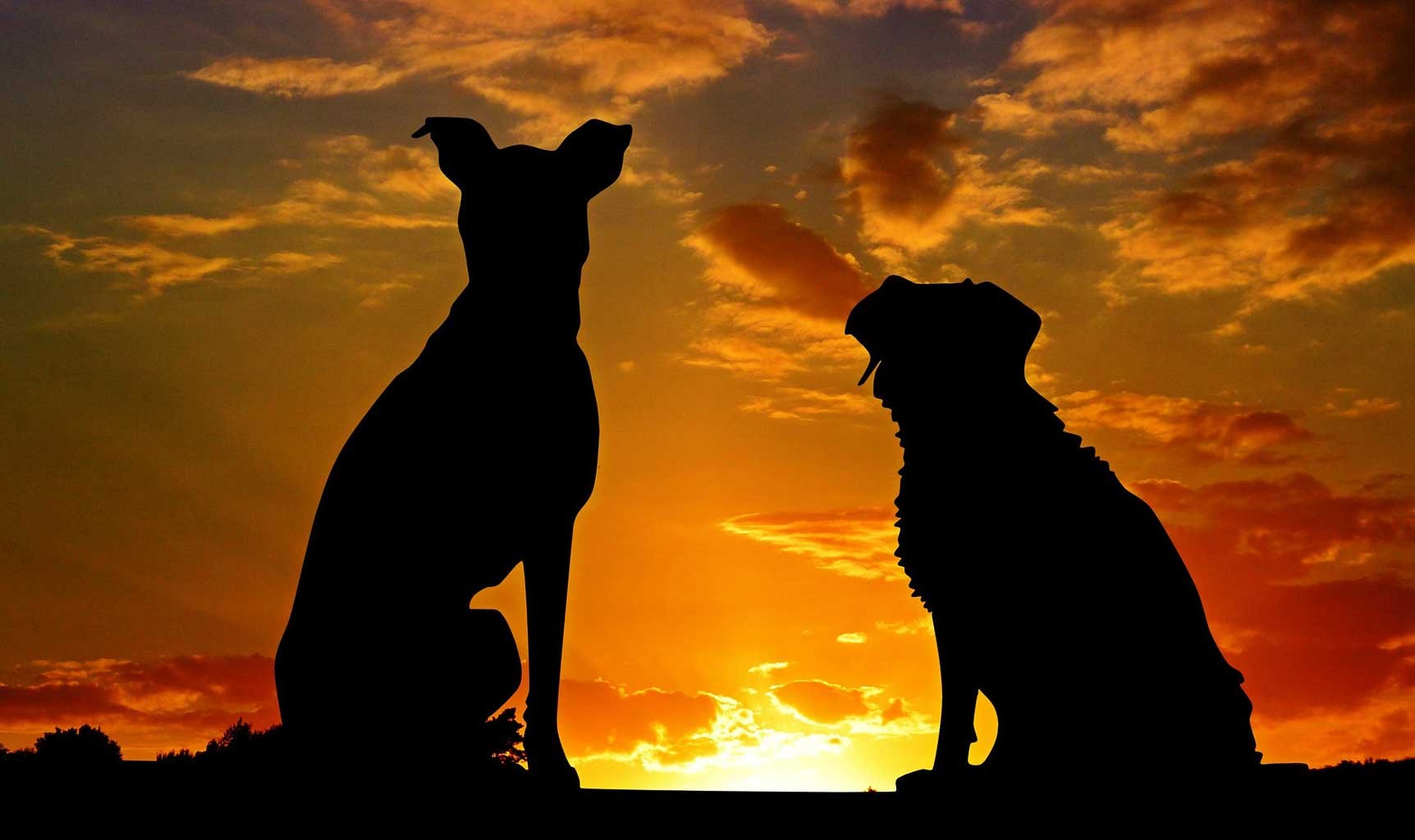 give your heart to a dog to tear