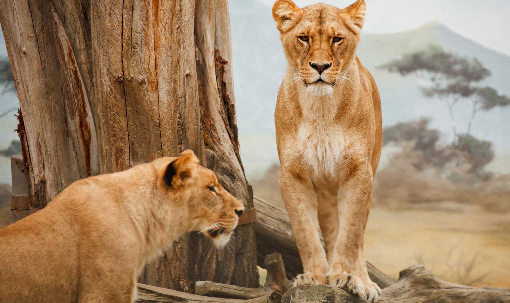 Animal Poems Poems about Magnificent Wild Animals