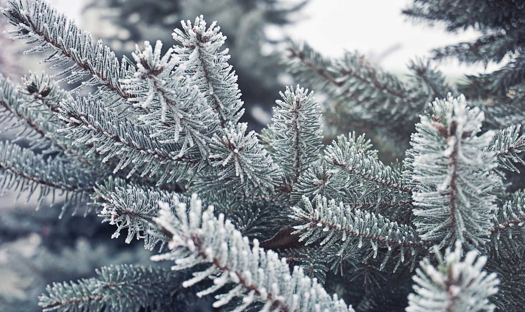 Transformation Of Earth Into A Winter Wonderland Winters Embrace Transformation Of Earth Into A Winter Wonderland Winters Embrace