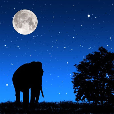 animal poems poems about magnificent wild animals