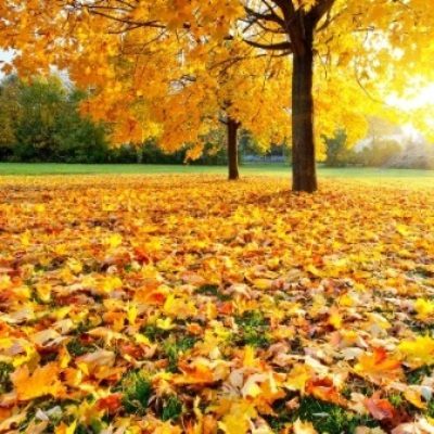 Fall Poems