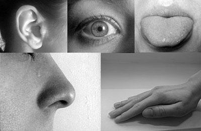 5 Senses Taste, touch, sight, smell, and hearing